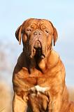 DOGUE DE BORDEAUX 210